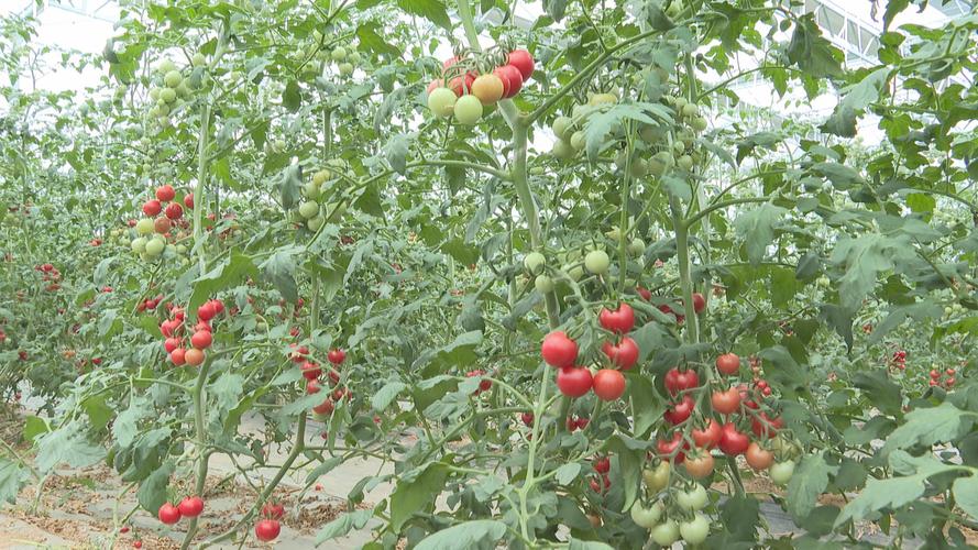 扶沟蔬菜直供港澳!全国最大日光温室集群年供蔬菜200万吨,助力港澳市民餐桌更绿色